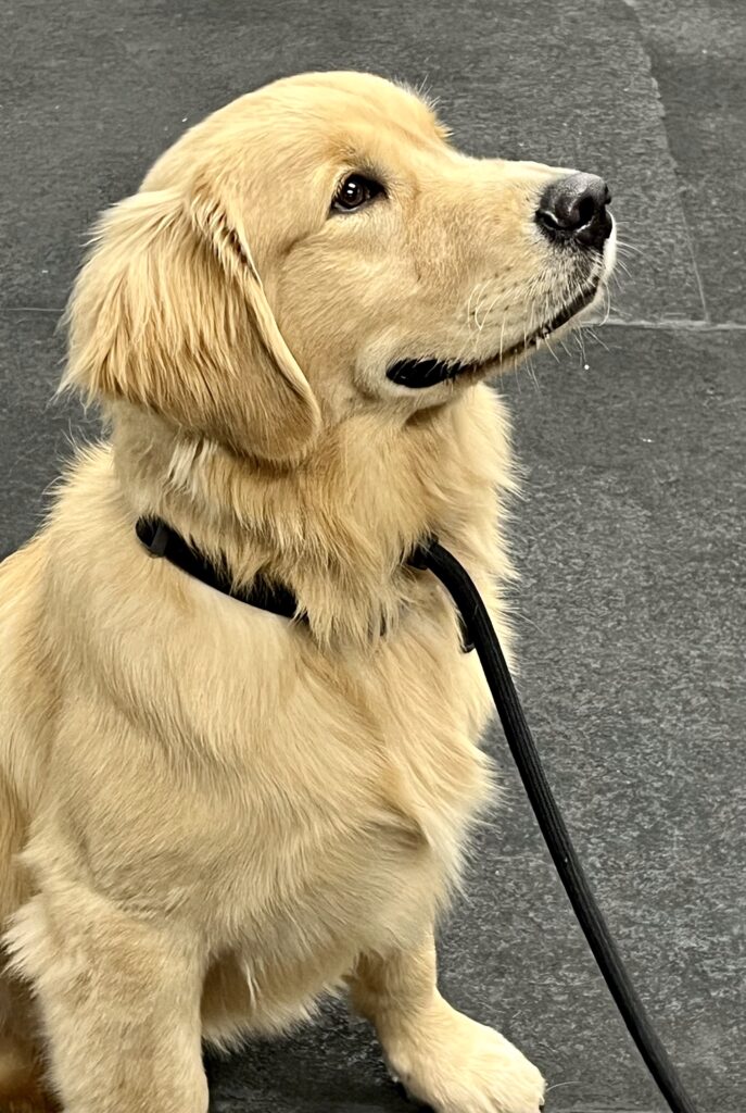 Scott Lewis therapy dog in training Remington Bear